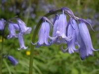 Contact & FAQ. Bluebells