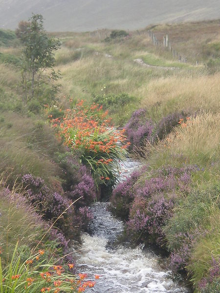 Internal Family Systems (IFS). Stream, Donegal